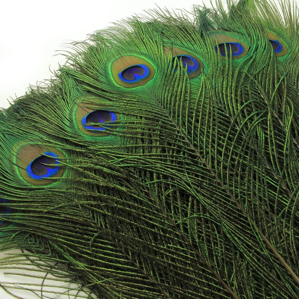 Large Eye Peacock Feathers for Vase, Craft & Party Decor