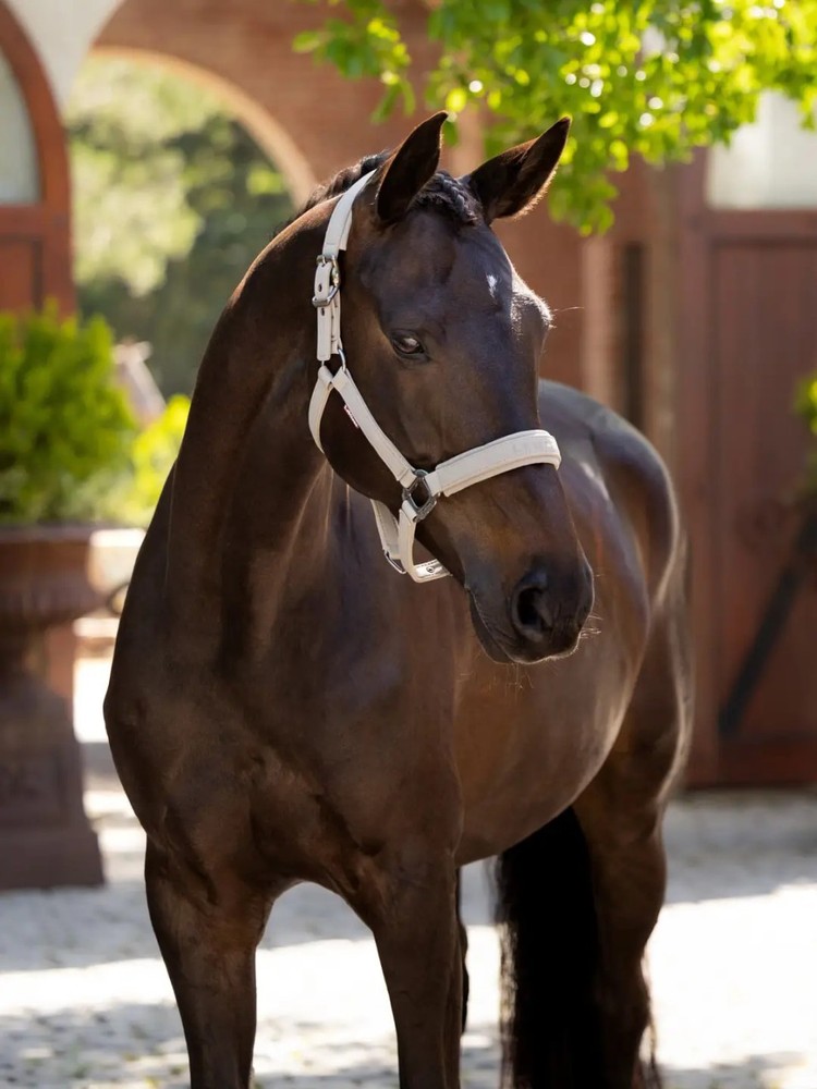 LeMieux Essence Headcollar - Stone