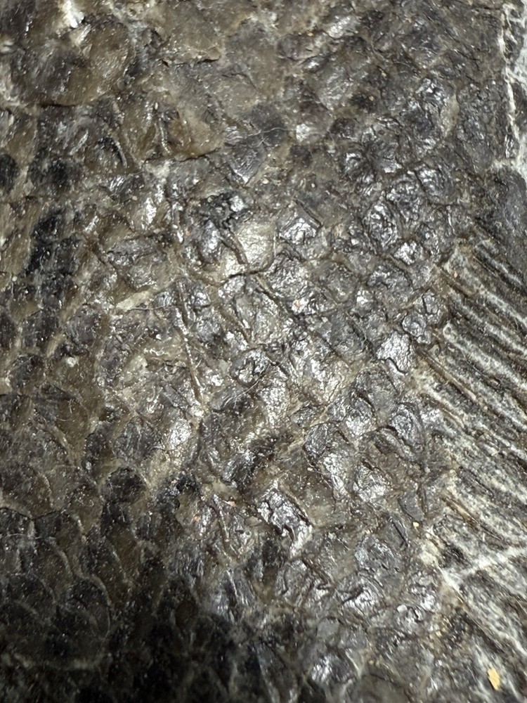fossil fish ，perleidus, Jurong China