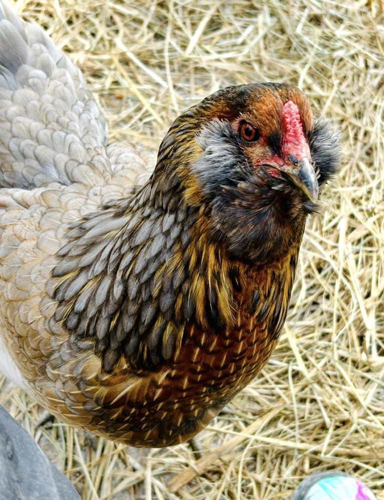 12 Rainbow Barnyard Mix Hatching Eggs
