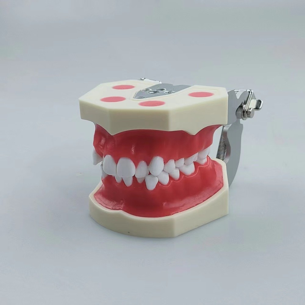 New Reusable Dental Practical Training Model/typodont/orthodontics Wax Model