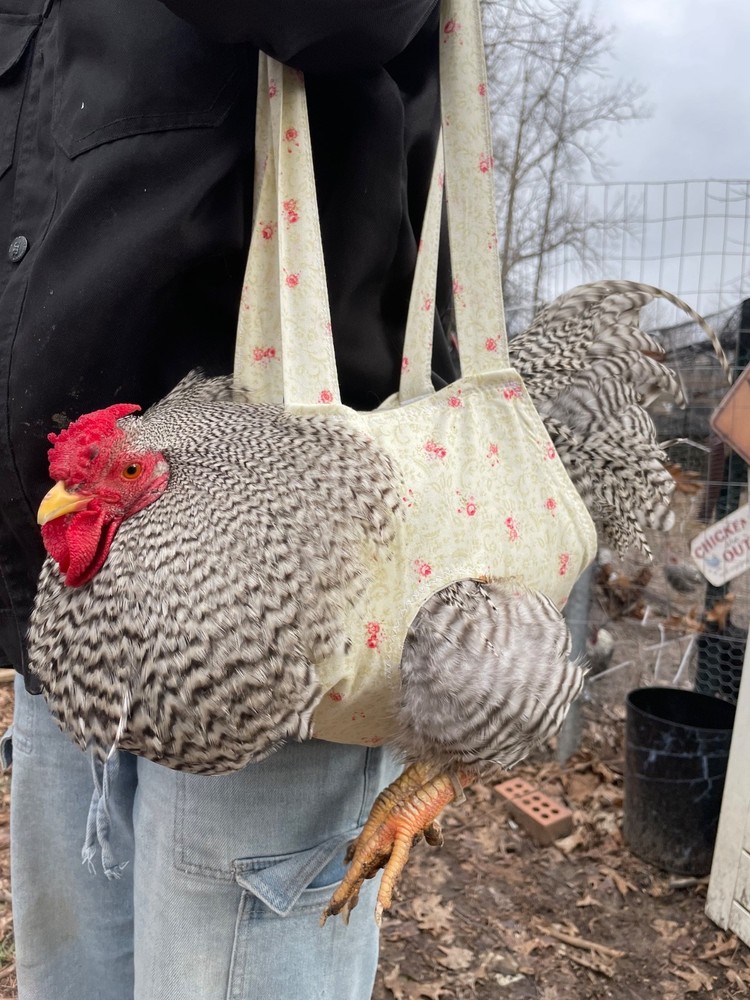 Fertilized Chicken Eggs for Hatching - One Dozen eggs - Backyard mix