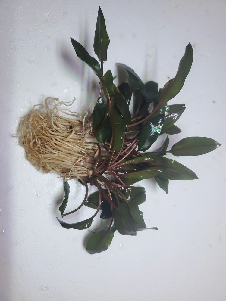 Cryptocoryne Wendtii Red