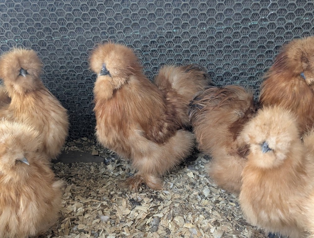 12+ Quality Buff Silkie Eggs NPIP