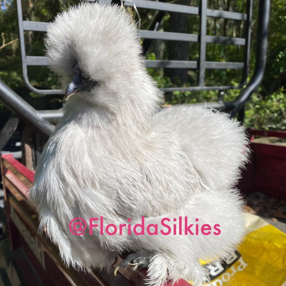 Silkie Hatching Eggs Assorted Colors (READ!) 4+