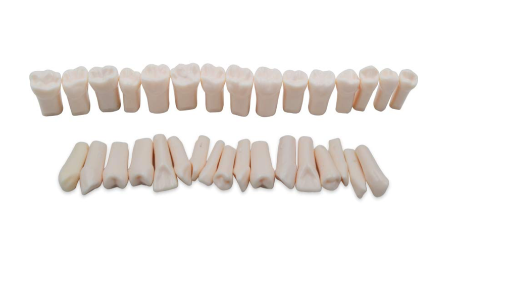 32pcs Removable Teeth Piece for Typodont Teeth Model Compatible with Kilgore Nis