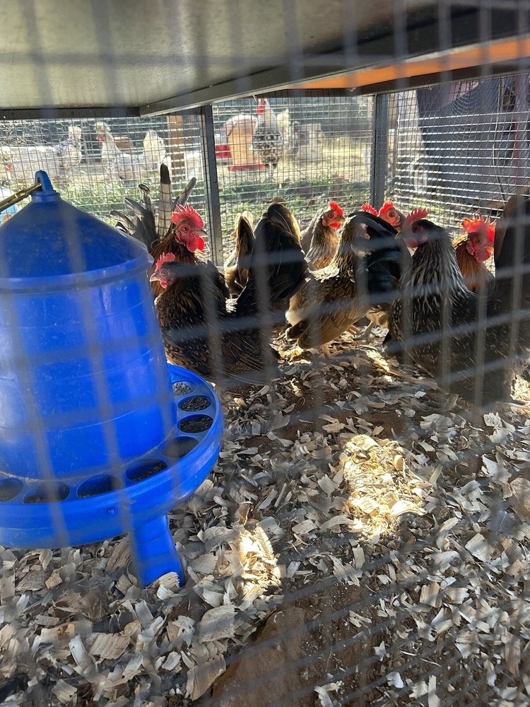 20+ 2 Micro Kikiriki Serama Hatching Eggs 4H Projects Teacup chickens