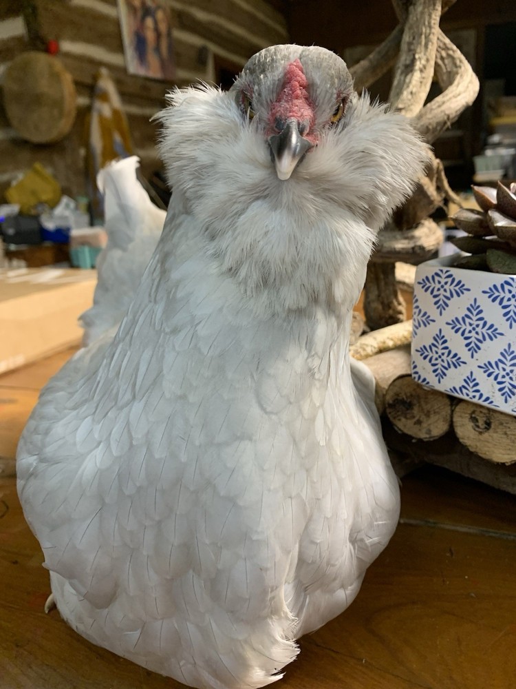 12 Lavender Ameraucana Hatching Eggs