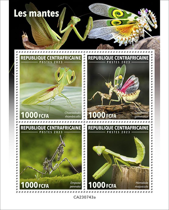 Mantis insect