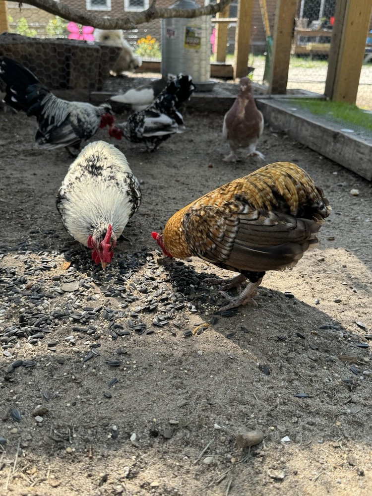 Kikiriki Bantam Hatching Eggs 8++