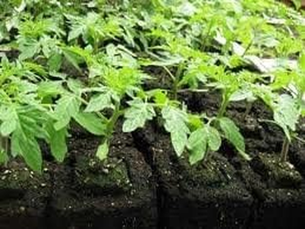 Authentic Soil Block Maker - 6-Pc. Master Grower Nesting System Includes Maxi, M