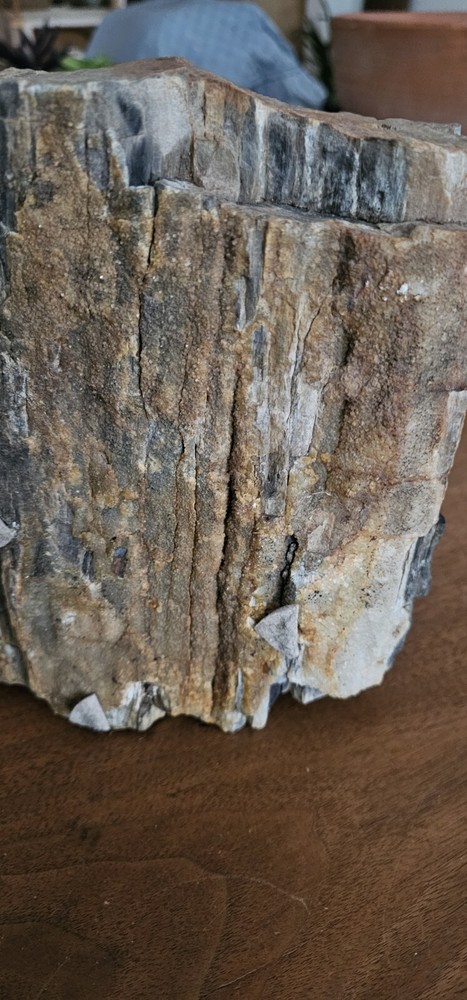Petrified Wood Collection Display Piece Beautiful
