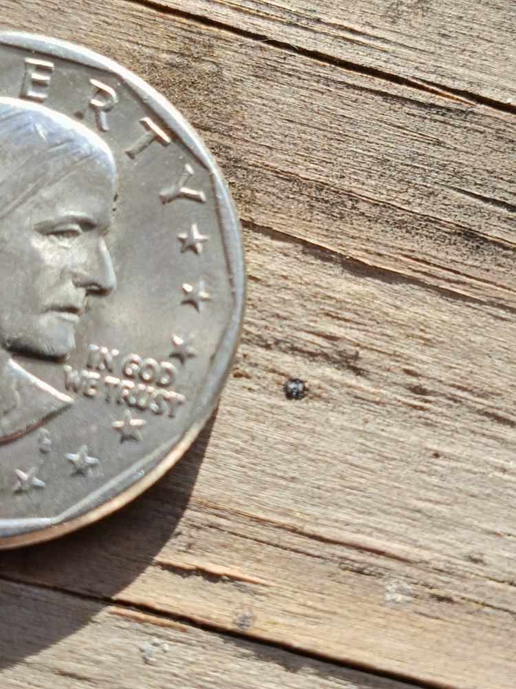 1979 Susan B Anthony library Dollar. Errors & Off Central!