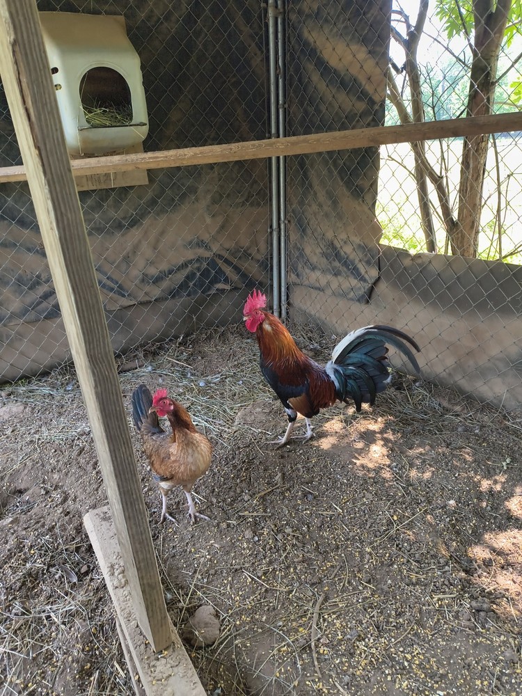 6 + Straight Up chickens Eggs