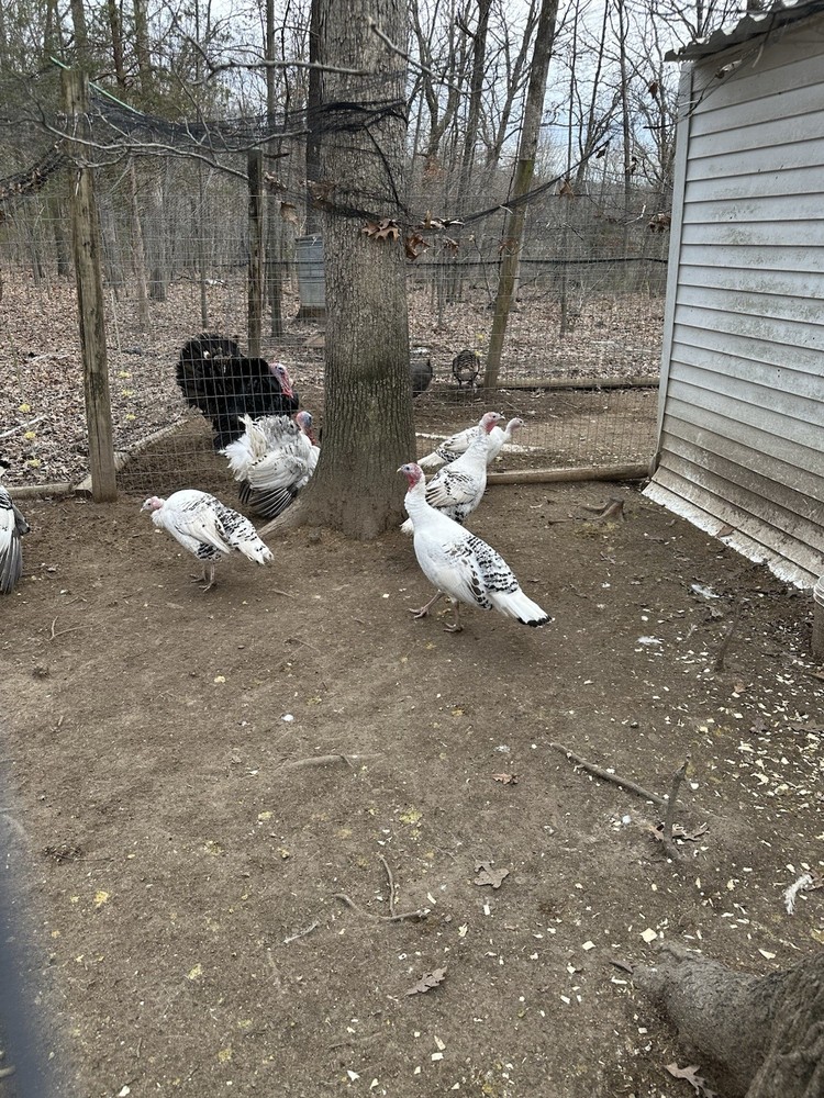 6 Royal Palm Turkey Hatching Eggs
