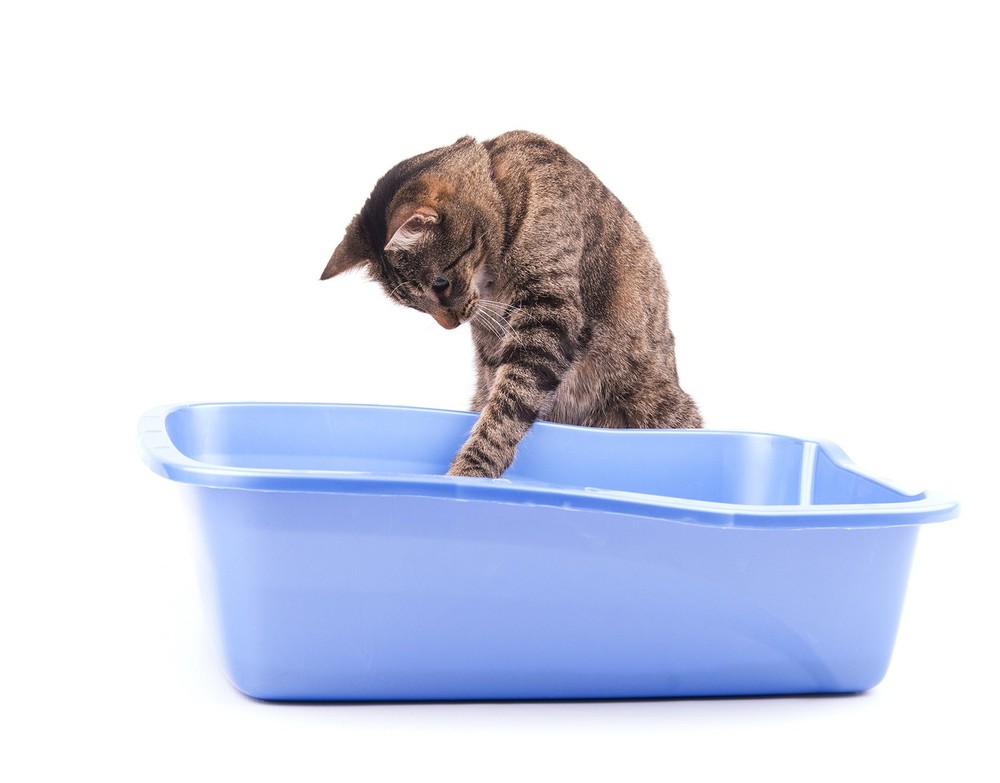 - Cat Litter Odor Eliminator (1 Pack)