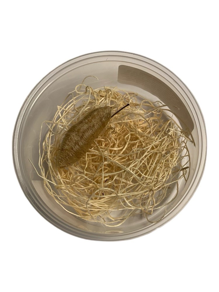 1 European Praying Mantis Egg Case