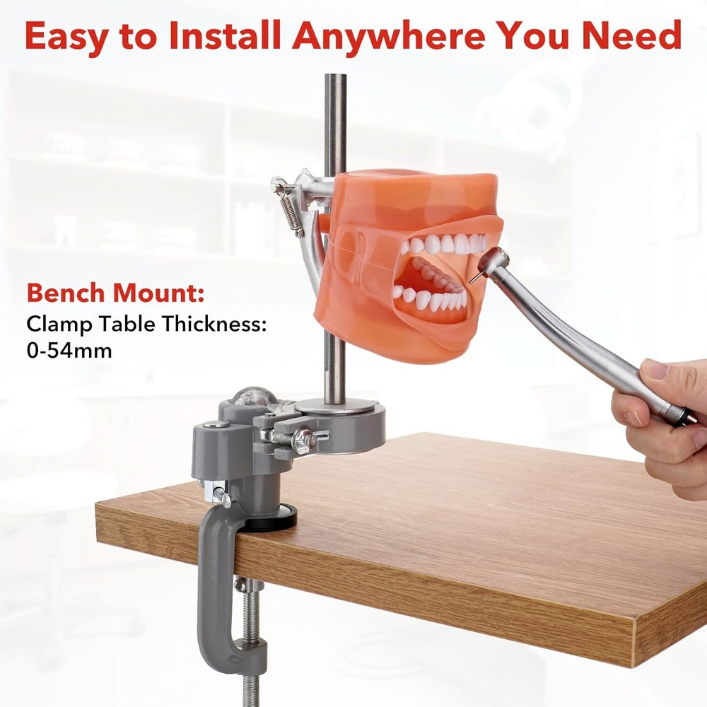 US Dental Typodont Mounting Pole & 32 Removable Teeth Model Set - 360° Rotating