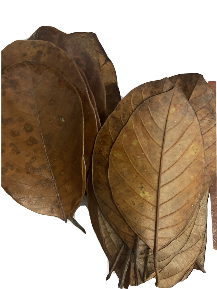 DRIED JACK FRUIT 150 PCs LEAVES CEYLON
