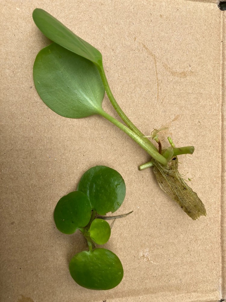 20 JUMBO Frog Bit Plants