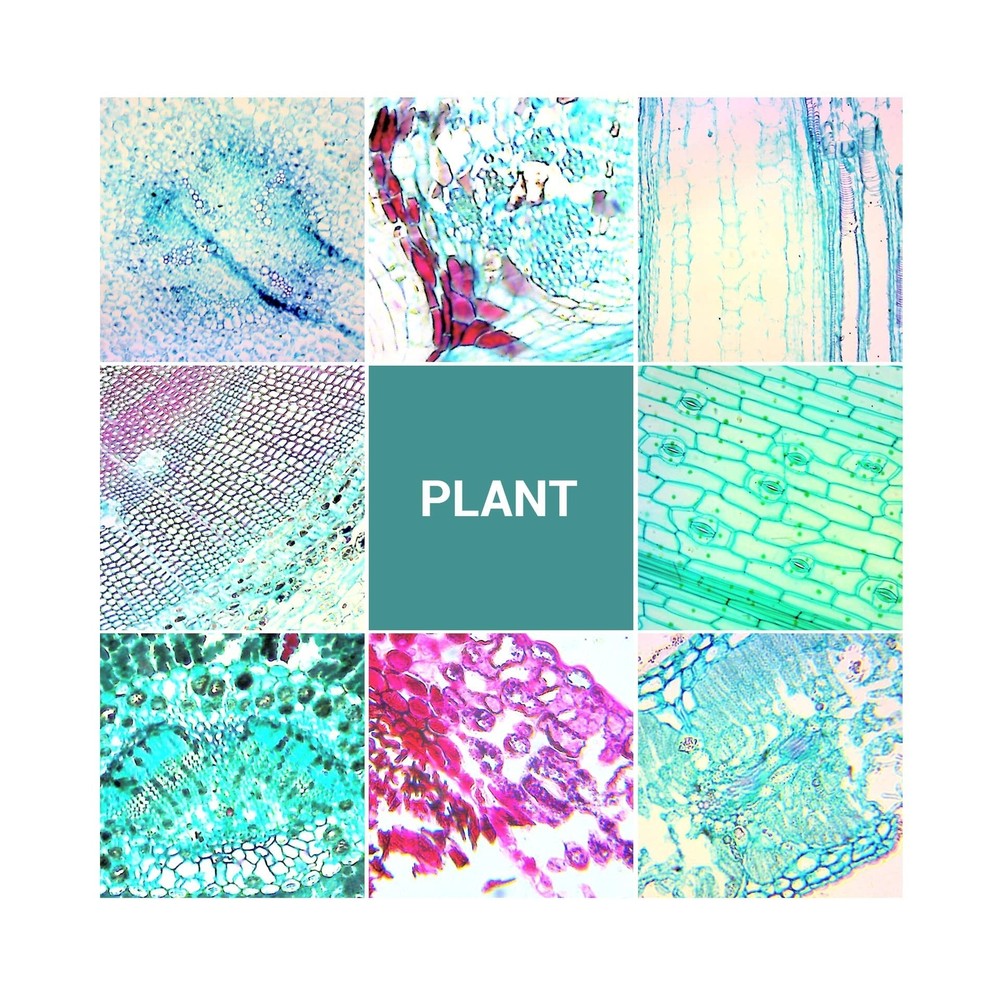 100Pcs Microscope Slides with Specimens, Prepared Microscope Slides with Inse...