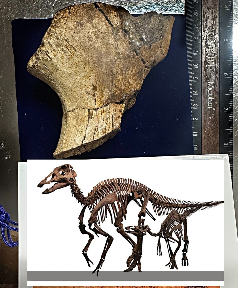 Genuine Hadrosaur  dinosaur fossil