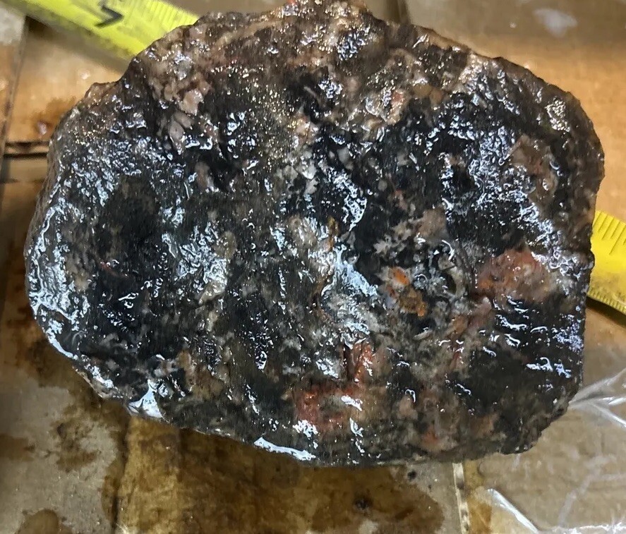 Coprolite fossil