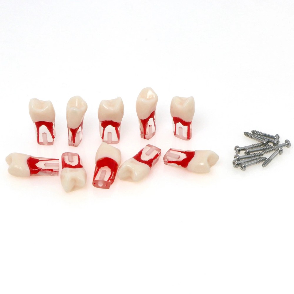 Dental Endodontic Root Canal Teeth Model Study Practice Typodont Model #14 #46