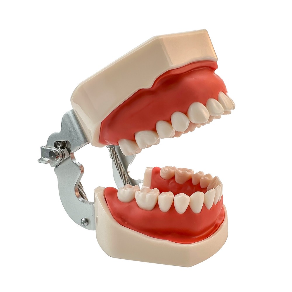 Dental Phantom Head Model Silicone Mask 28Pcs Screw Fixed Teeth Simulation Model