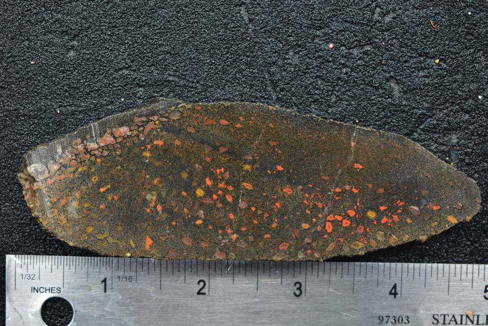 Agatized Dinosaur Bone Slab Utah EX Shirley Collection