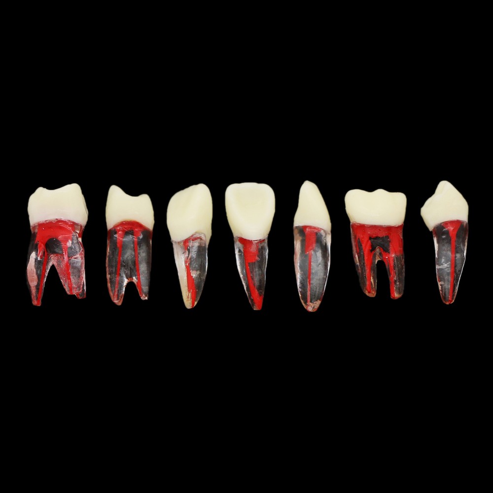Dental Root Canal RCT Block Pulp Cavity Practice Model for Endo File Study Teeth