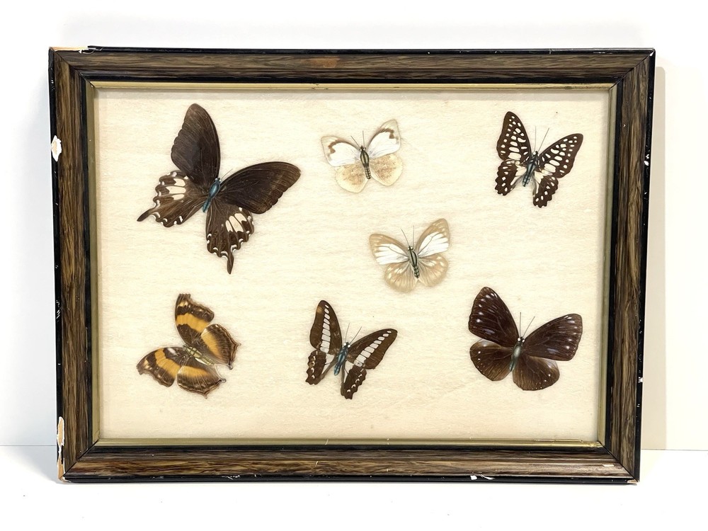 Vintage Butterfly Specimens Framed