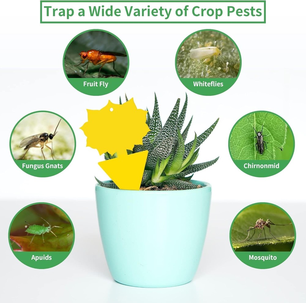 Non-Toxic 12-Pack Fruit Fly Sticky Traps - Super Sticky Indoor/Outdoor Solution