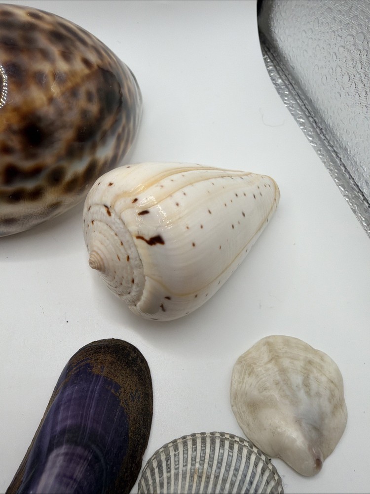 Mixed Sea Shells Lot Natural Ocean Shell Collection Craft Decor Beach Shells Set