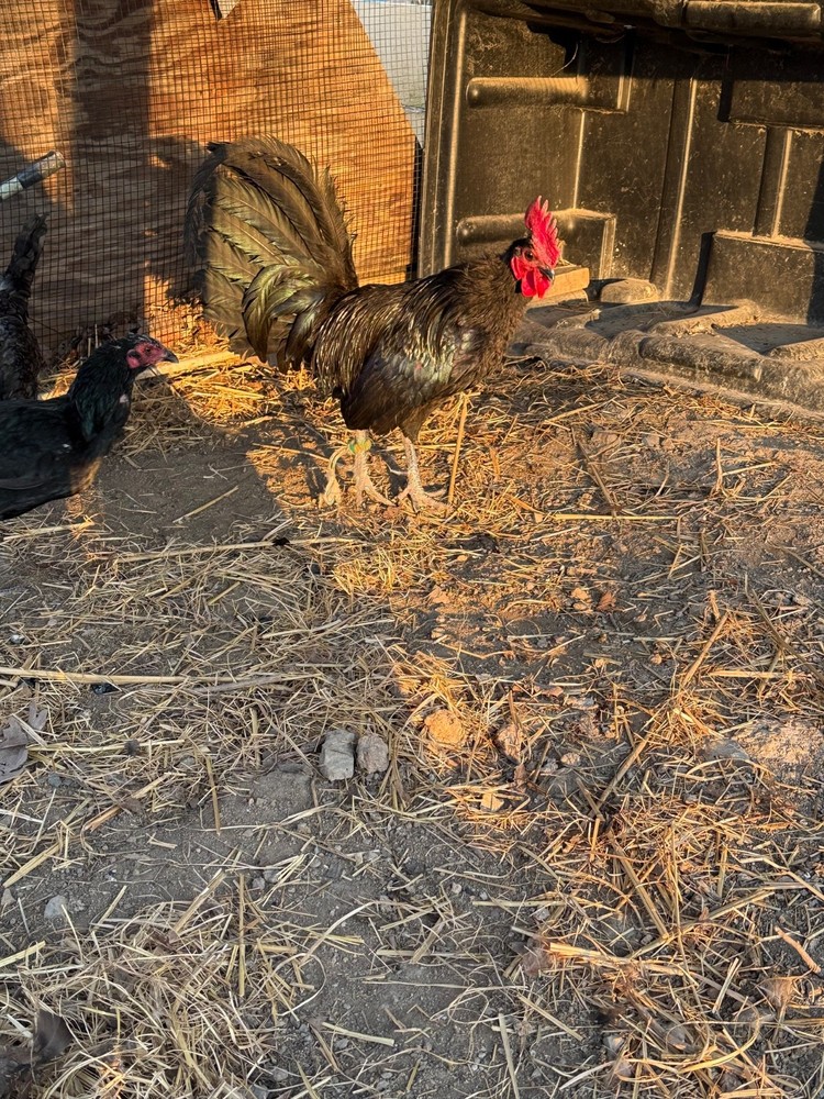 8+  Pure Richard Kelly Mug hatching eggs