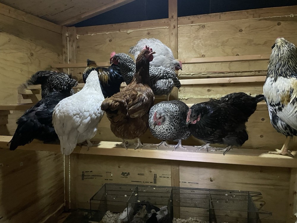 12+ Barnyard hatching eggs