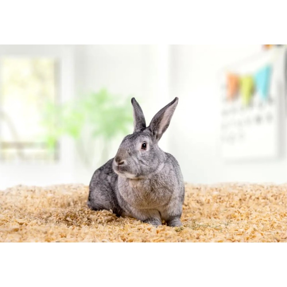 PetsPick Kiln Dried Soft Pine Bedding For Small Pets, 41L