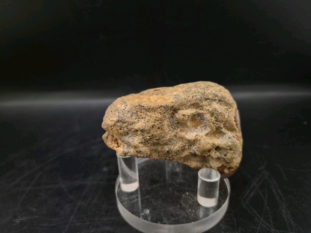Sauropod Skull Fossil 🦕