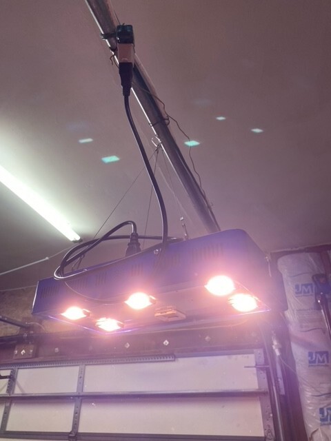 Grow Light  LED  weed