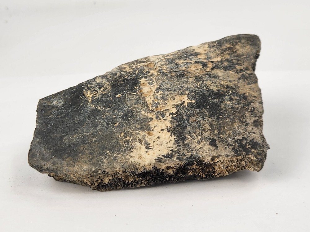 Pathological Turtle Shell Fossil - Florida