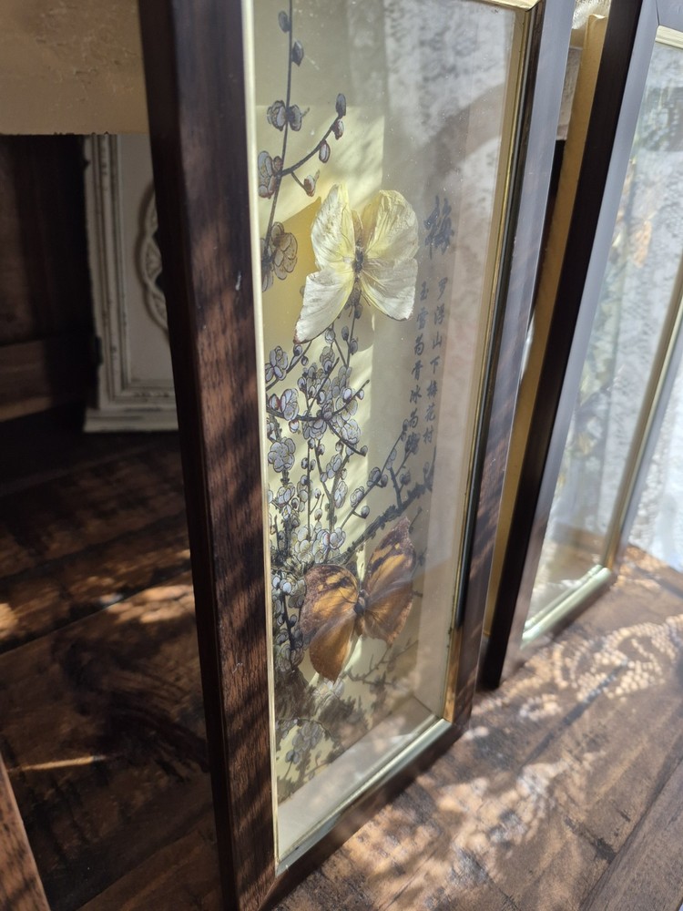 3 Real Framed Butterflies