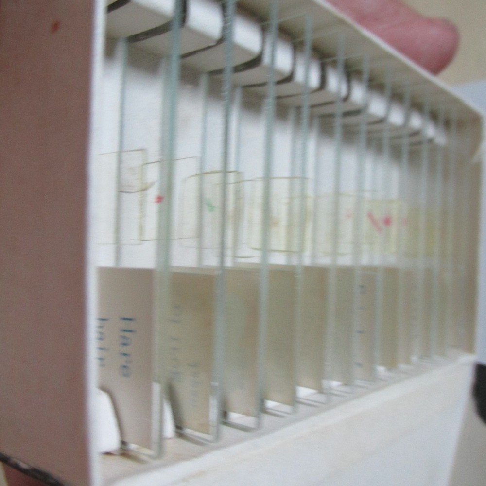 PREPARED SLIDES SPECIMEN SAMPLES JAPAN CCP MICROSCOPE PART ANIMALS "AS PICTURED"
