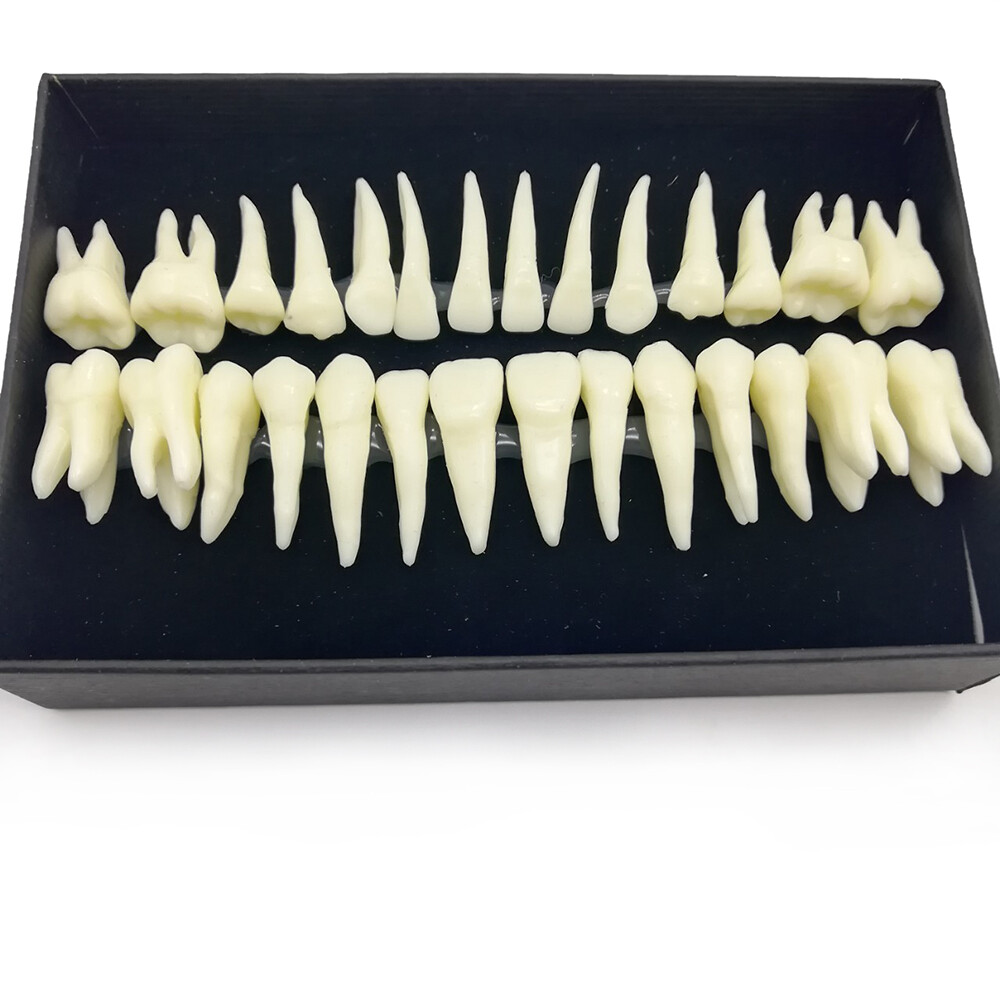 28Pcs 1:1 Oral Permanent Teeth Demonstration Dental Resin Tooth Study Model