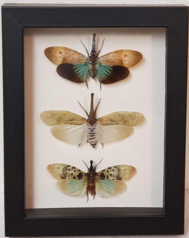 Real framed Lanternfly/planthopper display from Southeast Asia in shadowbox #6