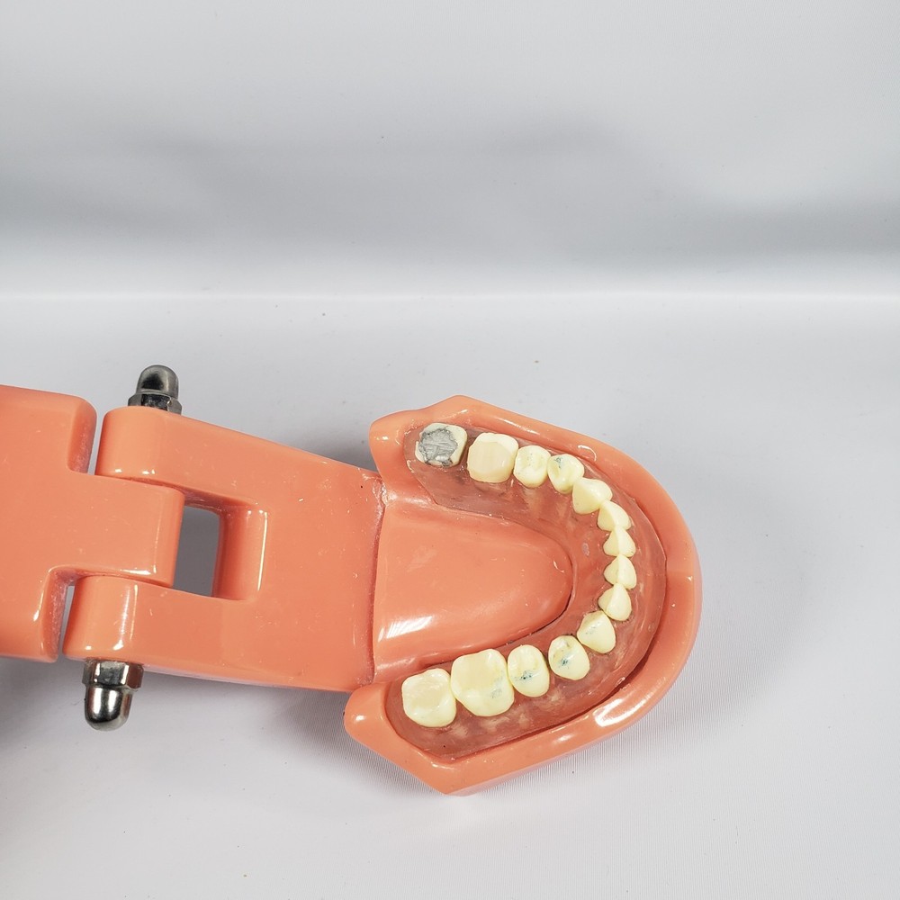 Vintage Training Dental Teeth Model with Removable Teeth (Incomplete)