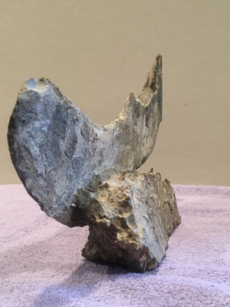 DUNKLEOSTEUS-COMPLETE LOWER JAW-DEVONIAN-ARMORED FISH-FOSSIL FISH-PRE-DINOSAUR