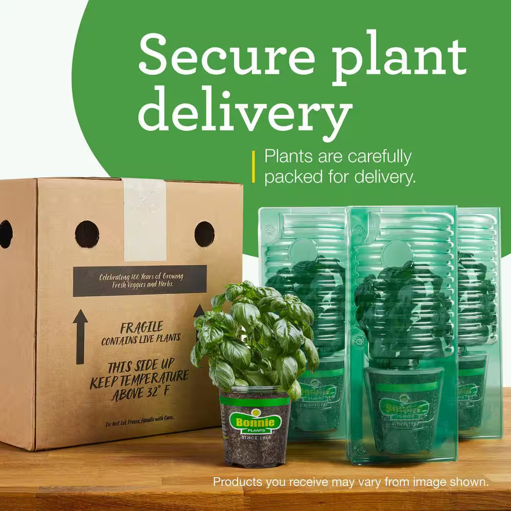 19 Oz. Hot Banana Pepper Plant (2-Pack)