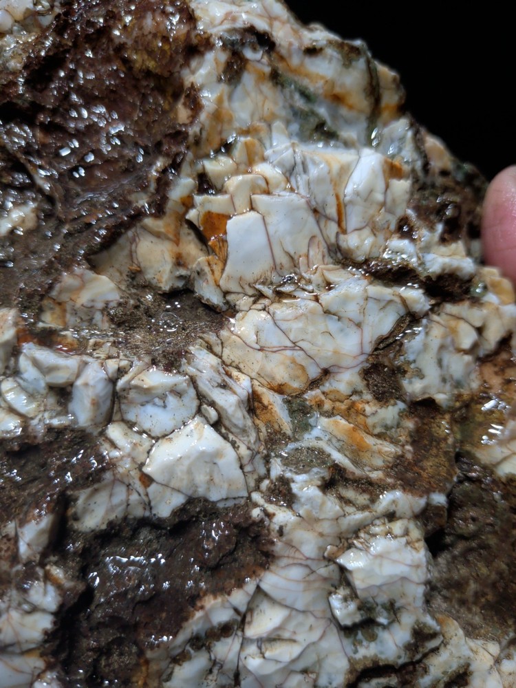 Hampton Butte Slab Specimen (1lb 8oz)