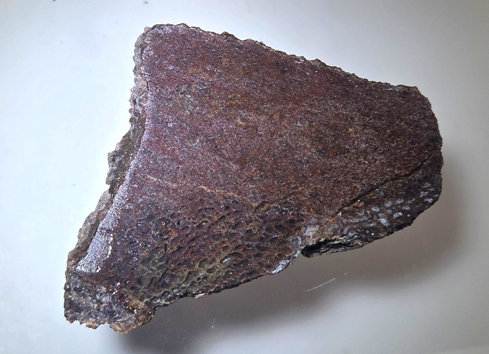 Agatized Gem Dinosaur Bone Slab      86.8  grams   SDB007