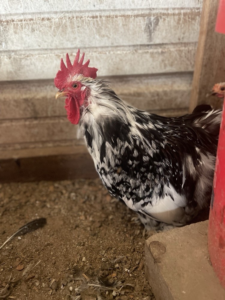 6 Eggs! Calico Cochin Bantam Eggs!